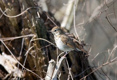 Hermit Thrush