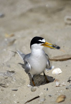 Least Tern