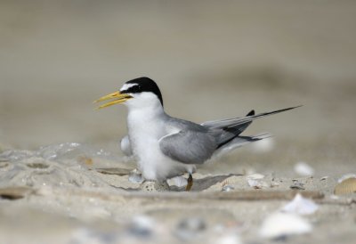 Least Tern