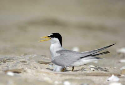 Least Tern