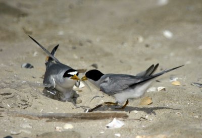 Least Tern