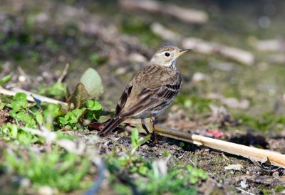 American Pipit