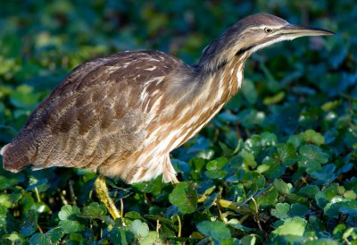 American Bittern