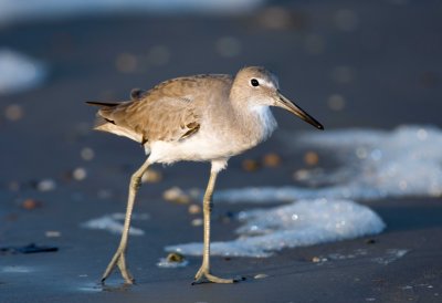 Willet