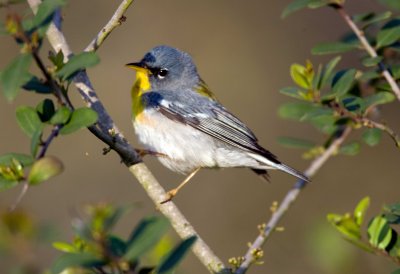 Northern Parula