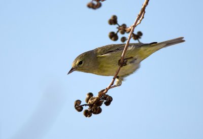 Orange Crowned Warbler