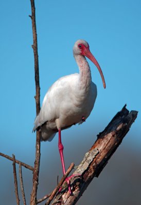 White Ibis