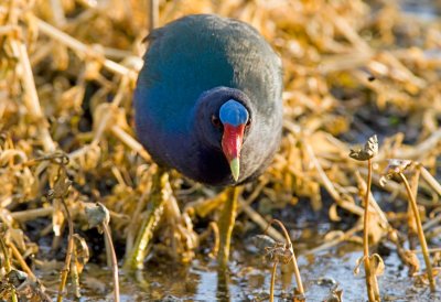 Purple Gallinule