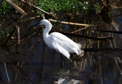 Snowy Egret