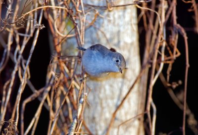 Blue Gray Gnatcatcher