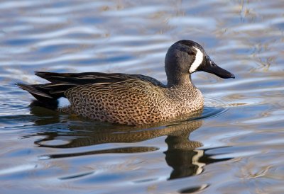 Blue Winged Teal