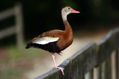 Black Bellied Whistling Duck