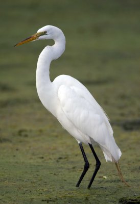 Great White Egret