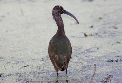 White Faced Ibis