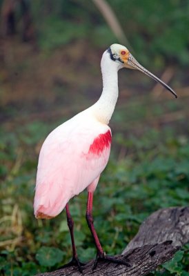 Roseate Spoonbill