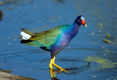 Purple Gallinule