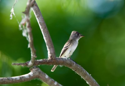 Acadian Flycatcher