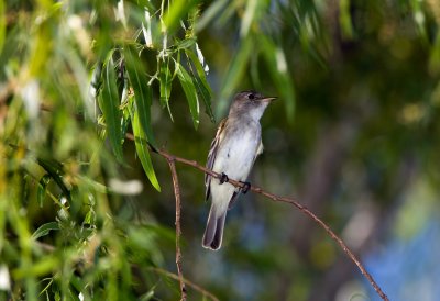 Acadian Flycatcher