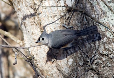 Tufted Titmouse