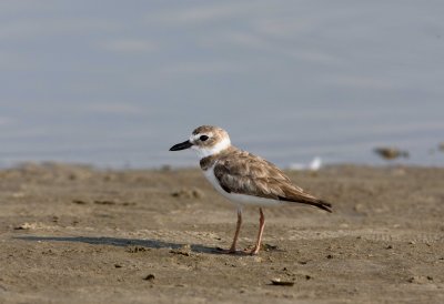 Wilsons Plover