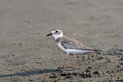 Wilsons Plover