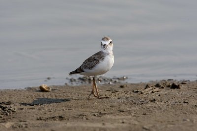 Wilsons Plover