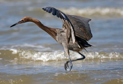 Reddish Egret