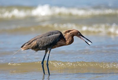 Reddish Egret