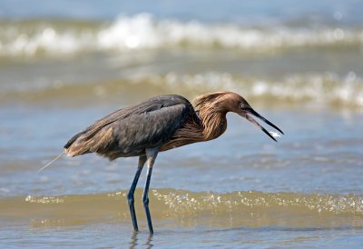 Reddish Egret