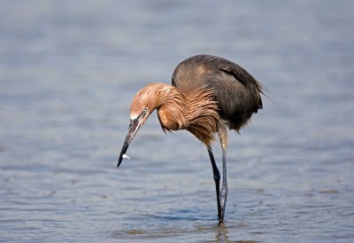 Reddish Egret