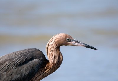 Reddish Egret