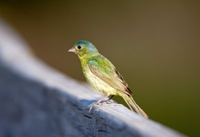 Painted Bunting (immature male)