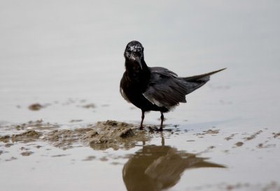 Black Tern