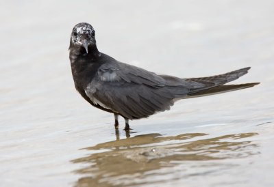 Black Tern
