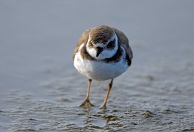Semipalmated Plover