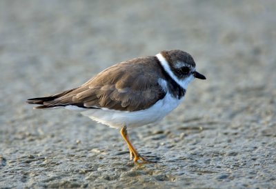 Semipalmated Plover