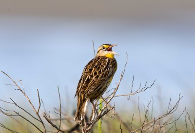 Eastern Meadowlark