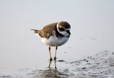 Semipalmated Plover