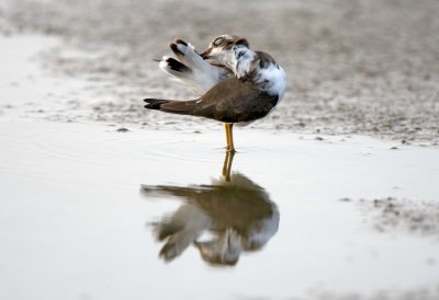 Semipalmated Plover