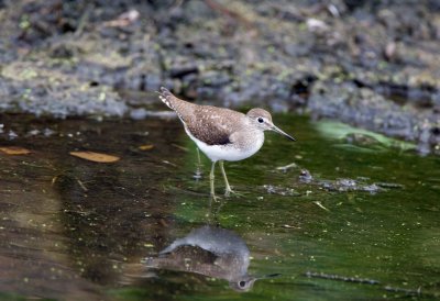 Solitary Sandpiper