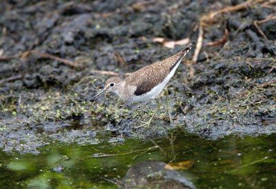 Solitary Sandpiper