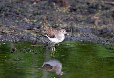 Solitary Sandpiper