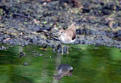 Solitary Sandpiper