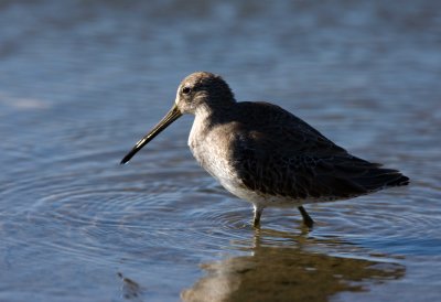 Long Billed Dowitcher