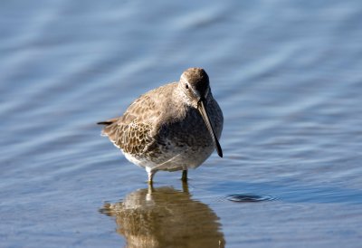 Long Billed Dowitcher
