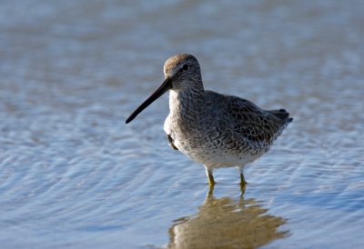 Long Billed Dowitcher
