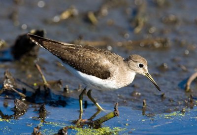 Solitary Sandpiper