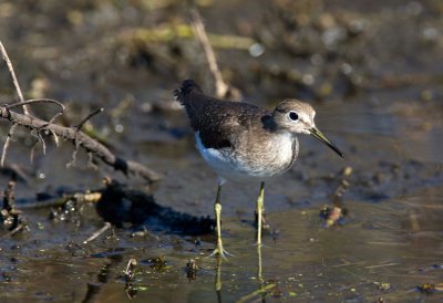 Solitary Sandpiper