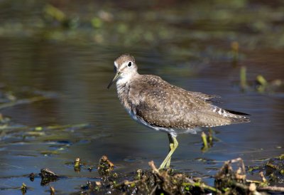 Solitary Sandpiper