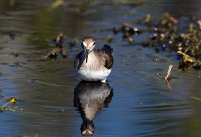 Solitary Sandpiper